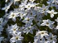 Ipheion uniflorum Wisley Blue-1 Ifejon jednokwiatowy